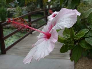 Hibiscus rosa-sinensis, flower
