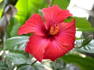 Hibiscus rosa-sinensis, flower