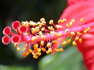 Hibiscus rosa-sinensis,style and stamens