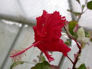 Hibiscus rosa-sinensis 'Cooperi', flower