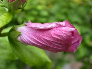 Hibiscus syriacus variety, opening flower bud
