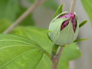 Hibiscus syriacus variety, flower bud