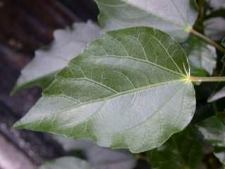Hibiscus rosa-sinensis, leaf