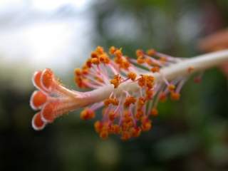Hibiscus rosa-sinensis,style and stamens