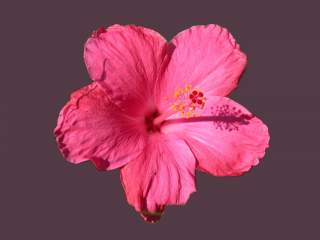 Hibiscus rosa-sinensis 'Como', flower