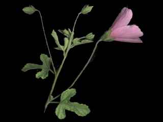Hibiscus pedunctulatus, floral stem