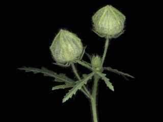 Hibiscus trionum, seed pods