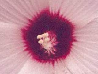 Hibiscus moscheutos var lasiocarpos, eye of flower
