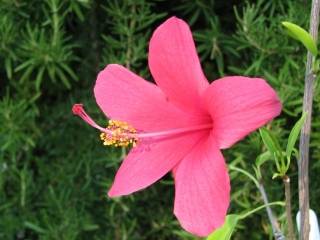 Hibiscus liliiflorus, flower