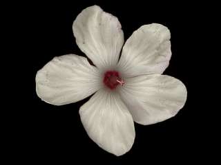 Hibiscus meraukensis, flower