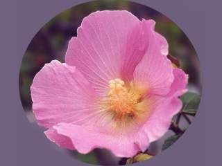 Hibiscus mutabilis, flower