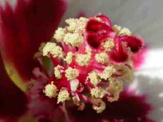 Hibiscus normanii, eye of flower