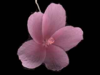 Hibiscus pedunctulatus, flower