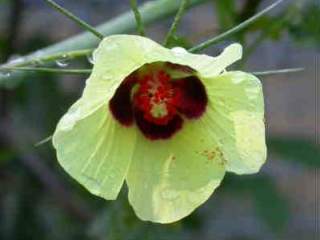 Hibiscus pentaphyllus, flower