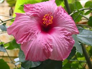 Hibiscus rosa-sinensis 'The President', flower