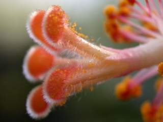 Hibiscus rosa-sinensis,style