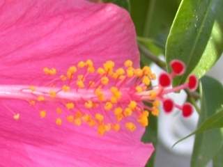 Hibiscus rosa-sinensis, style