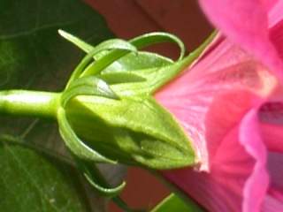Hibiscus rosa-sinensis, epicalyx and calyx