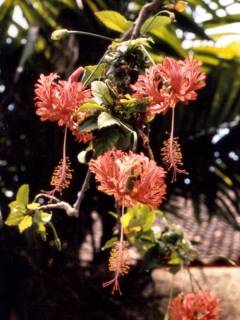 Hibiscus schizopetalus, flowers