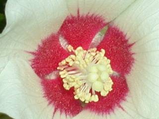 Hibiscus sinosyriacus variety, eye of flower