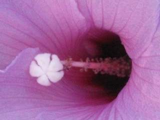 Hibiscus striatus, eye of flower