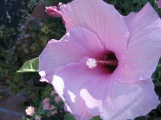 Hibiscus striatus, flower