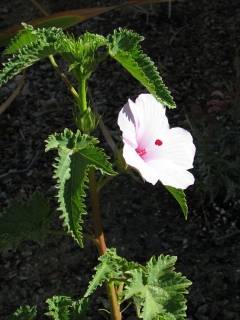 Hibiscus striatus, flower and foliage