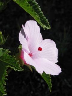 Hibiscus striatus, flower