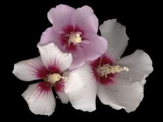 Hibiscus syriacus variety, flowers