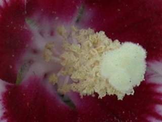 Hibiscus syriacus 'Red Heart',styles and stamens