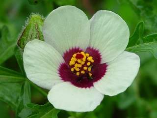 Hibiscus trionum,flower