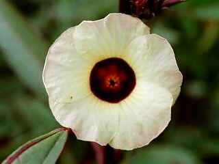 Hibiscus sabdariffa, flower