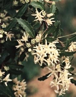 Hoheria glabrata, flowers