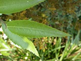 Hoheria sexstylosa, leaf