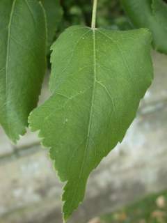 Hoheria glabrata, leaf
