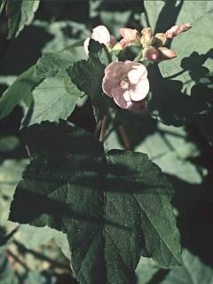 Iliamna rivularis, flowers