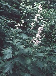 Iliamna rivularis, in flower