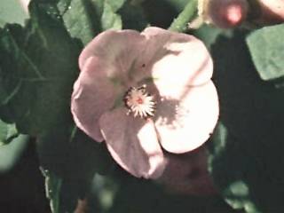 Iliamna rivularis, flower