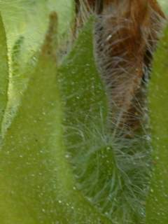 Kitaibelia vitifolia, indumentum of epicalyx and calyx