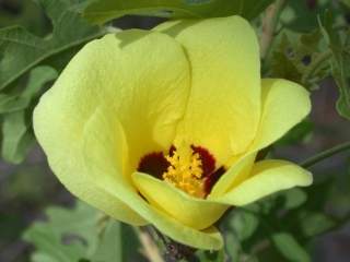 Kosteletzkya diplocrater, flower