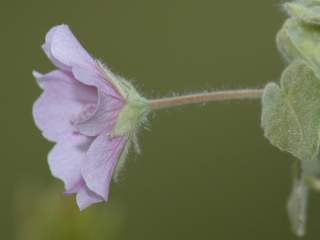 Kosteletzkya velutina, flower