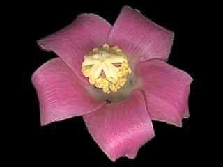 Lagunaria patersonia, flower