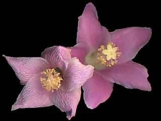Lagunaria patersonia, flowers