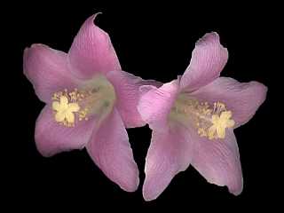 Lagunaria patersonia, flower