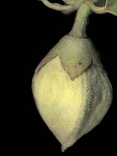 Lagunaria patersonia, seed pod (immature)