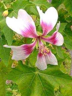 Lavatera acerifolia, flower