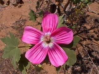 Lavatera assurgentiflora, flower
