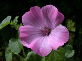 Lavatera 'Loveliness', flower