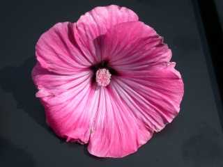 Lavatera trimestris 'Rose Beauty', flower