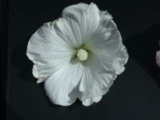 Lavatera trimestris 'White Beauty', flower